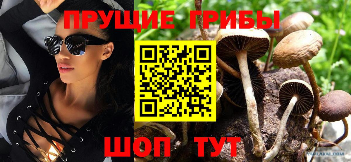 Галлюциногенные грибы Psilocybine cubensis  Балахна 